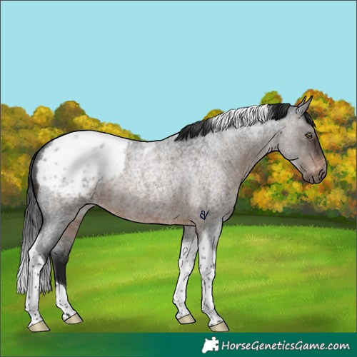 Horse Color:Gray Brown Roan Tobiano Appaloosa Rabicano 