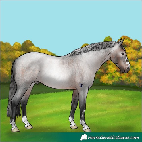 Horse Color:Gray Brown Roan Appaloosa Rabicano 