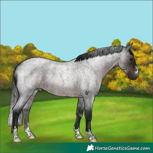 Horse Color:Gray Brown Roan Rabicano 