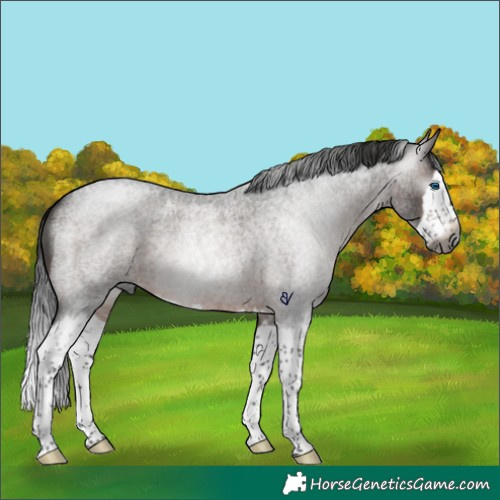 Horse Color:Gray Brown Roan Splash Rabicano 