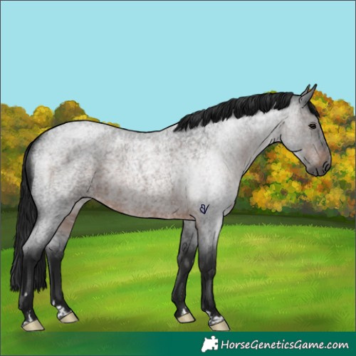 Horse Color:Gray Brown Roan Rabicano 