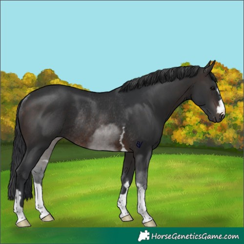 Horse Color:Brown Rabicano 