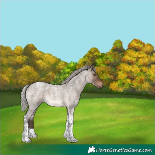 Horse Color:Silver Brown Roan Dun Tobiano 