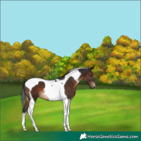 Horse Color:Brown Tobiano 