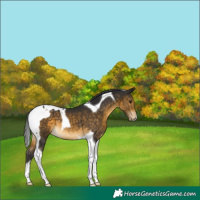 Horse Color:Buckskin Tobiano 