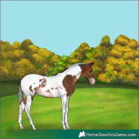 Horse Color:Bay Tobiano Near Leopard Rabicano 