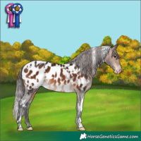 Horse Color:White Spotted Brown Appaloosa Rabicano 