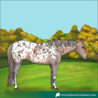 Horse Color:Bay Appaloosa  and Bay Appaloosa 