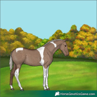 Horse Color:Silver Grullo Tobiano 