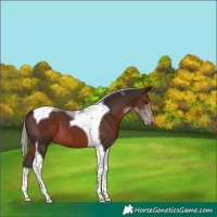 Horse Color:Silver Brown Tobiano 