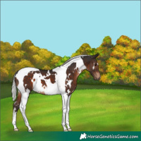 Horse Color:White Spotted Silver Brown Tobiano 