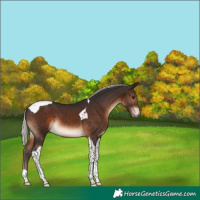 Horse Color:Silver Brown Tobiano 