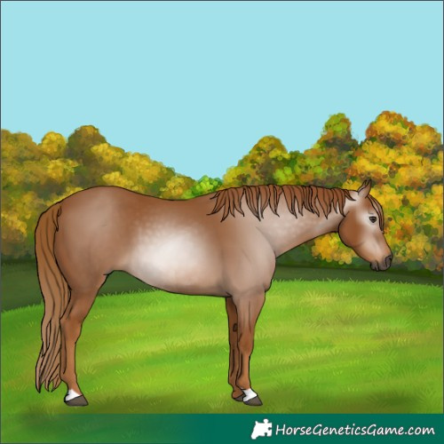 Horse Color:Gray Chestnut