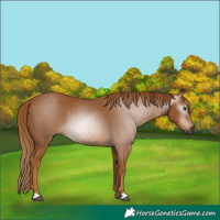 Horse Color:Gray Chestnut 