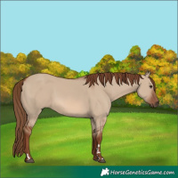 Horse Color:Red Dun 