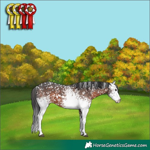 Horse Color:White Spotted Brown Appaloosa 