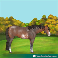 Horse Color:Bay Sabino 