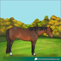 Horse Color:Bay 