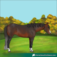 Horse Color:Bay 