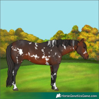 Horse Color:White Spotted Bay 