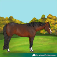 Horse Color:Bay 
