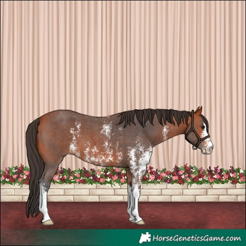 Horse Color:Bay Sabino