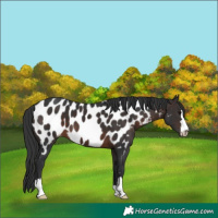 Horse Color:Brown Near Leopard 