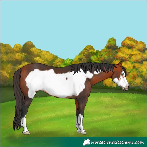 Horse Color:Bay Frame