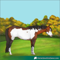 Horse Color:Bay Frame