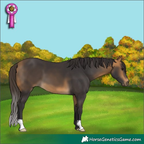 Horse Color:Buckskin 