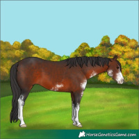 Horse Color:Brown Sabino