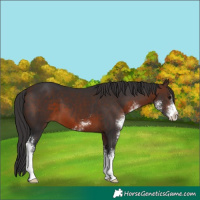 Horse Color:Brown Sabino 