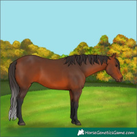 Horse Color:Bay 