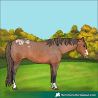 Horse Color:Bay Appaloosa 