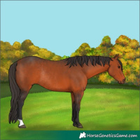 Horse Color:Bay Rabicano 
