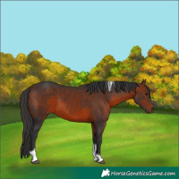 Horse Color:Bay Tobiano 