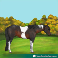 Horse Color:Brown Tobiano 