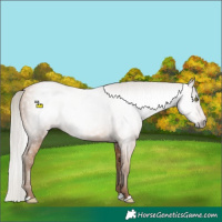Horse Color:Gray Silver Amber Champagne 