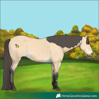 Horse Color:Buckskin 