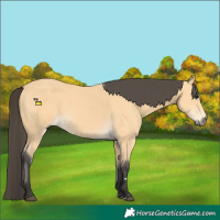 Horse Color:Buckskin 