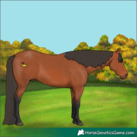 Horse Color:Bay 
