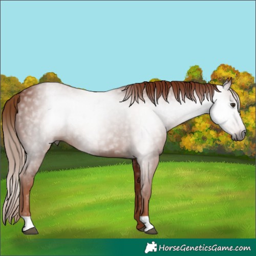 Horse Color:Gray Chestnut 