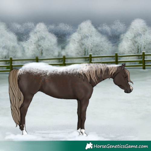Horse Color:Liver Chestnut