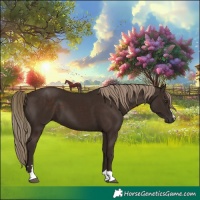 Horse Color:Liver Chestnut 