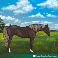 Horse Color:Liver Chestnut 