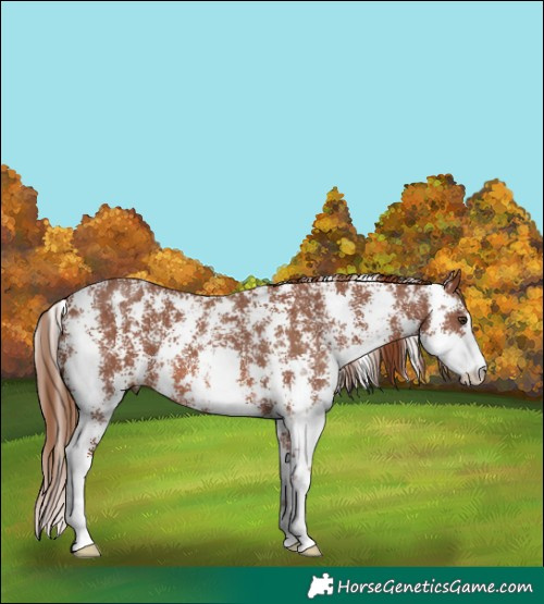 Horse Color:Chestnut Sabino 