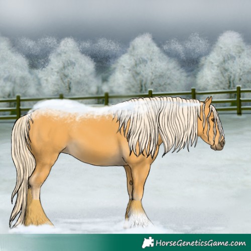 Horse Color:Palomino