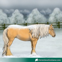 Horse Color:Palomino 
