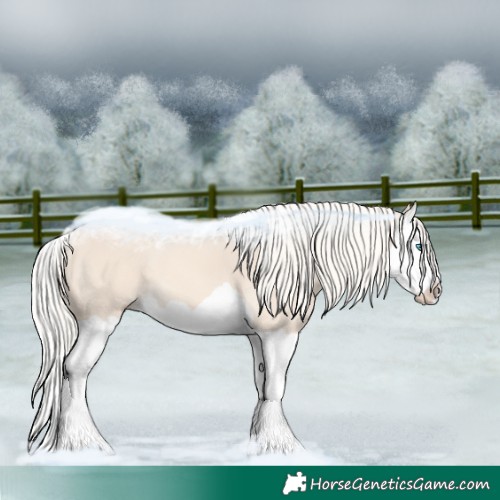Horse Color:Cremello Splash