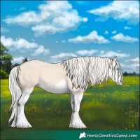 Horse Color:Cremello Splash 